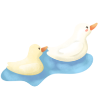 Duck in spring png