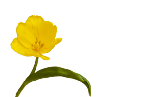 Delicate yellow tulip without background as a greeting card design with festive theme. Place for text. Horizontal. High quality photo png