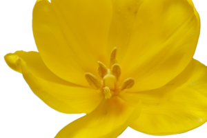 delicado amarillo tulipán sin antecedentes como un saludo tarjeta diseño con festivo tema. sitio para texto. horizontal. alto calidad foto png