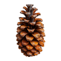 Pine cone isolated. Pine cone from pine tree isolated. Pine cone flat lay isolated png