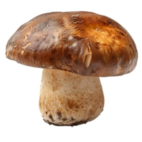 bolet Edulis champignon. marron champignon isolé. bolet Edulis champignon Haut vue isolé. champignon plat allonger isolé png