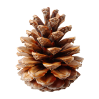 Pine cone isolated. Pine cone from pine tree isolated. Pine cone flat lay isolated png