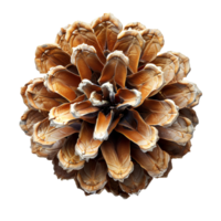 Pine cone isolated. Pine cone from pine tree isolated. Pine cone flat lay isolated png