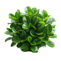 Bush isolated. Green plant isolated png