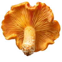 Chanterelle mushroom isolated. Orange mushroom isolated. Chanterelle mushroom top view. Mushroom flat lay isolated png