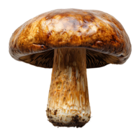 Boletus edulis mushroom. Brown mushroom isolated. Boletus edulis mushroom top view isolated. Mushroom flat lay isolated png