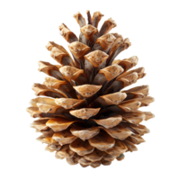 Pine cone isolated. Pine cone from pine tree isolated. Pine cone flat lay isolated png