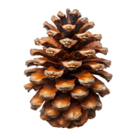 Pine cone isolated. Pine cone from pine tree isolated. Pine cone flat lay isolated png