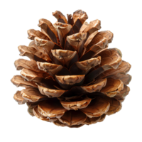 Pine cone isolated. Pine cone from pine tree isolated. Pine cone flat lay isolated png