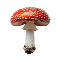 Fly agaric mushroom isolated. Red mushroom with polka dots isolated. Fly agaric mushroom top view. Mushroom flat lay isolated png