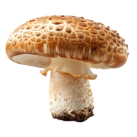 Champignon mushroom isolated. White mushroom isolated. Champignon mushroom top view isolated. Mushroom flat lay isolated png