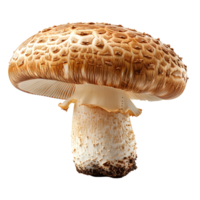 champignon paddestoel geïsoleerd. wit paddestoel geïsoleerd. champignon paddestoel top visie geïsoleerd. paddestoel vlak leggen geïsoleerd png