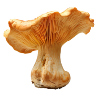 Chanterelle mushroom isolated. Orange mushroom isolated. Chanterelle mushroom top view. Mushroom flat lay isolated png