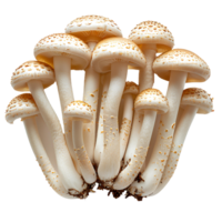 Enoki mushroom isolated. White mushroom isolated. Enoki mushroom top view. Mushroom flat lay isolated png