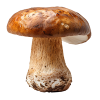 Boletus edulis mushroom. Brown mushroom isolated. Boletus edulis mushroom top view isolated. Mushroom flat lay isolated png