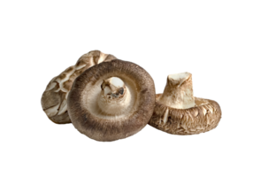 shiitake champignons geïsoleerd png