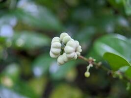 Macro of glochidion plant with creamy blur on background photo