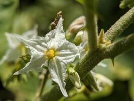 Macro of carolina horsenettle flower plant photo