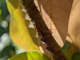 macro de grupo rojo hormigas en marrón planta foto