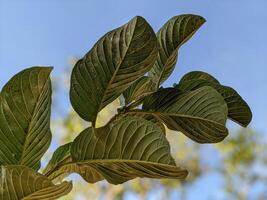 Green guava leaves with creamy blur on background photo