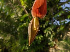 plátano florecer planta con difuminar en antecedentes foto