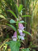 Closeup of sesamum radiatum flower plant photo