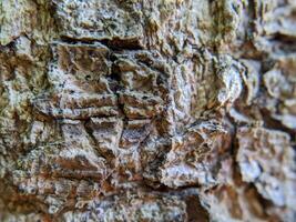 Macro of tree trunk texture photo