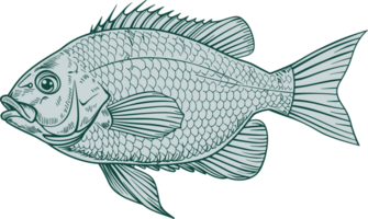 Fish drawing clipart design illustration png