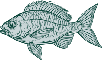 Fish drawing clipart design illustration png