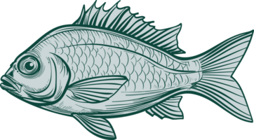 Fish drawing clipart design illustration png