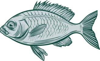 Fish drawing clipart design illustration png