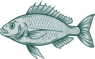 Fish drawing clipart design illustration png