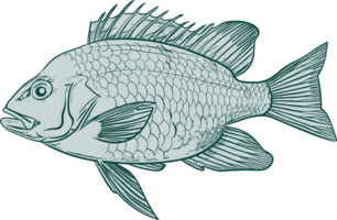 Fish drawing clipart design illustration png