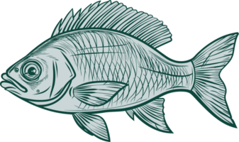 Fish drawing clipart design illustration png