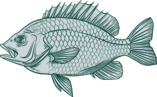ilustração de design de clipart de desenho de peixe png