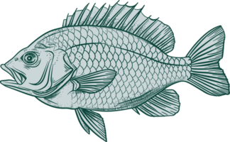 Fish drawing clipart design illustration png