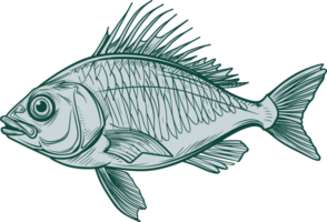 Fish drawing clipart design illustration png