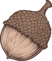 Acorn clipart design illustration png