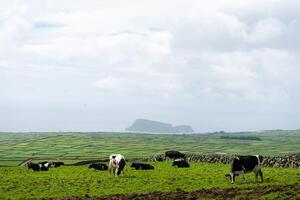 vacas pasto pacíficamente con ilhéu das cabras en el fondo, terceira isla, azores. sereno pastoral escena foto