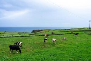 Dairy cows grazing on lush green fields in Terceira Island, Azores, with the Atlantic Ocean in the background. photo