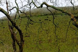 toros pasto en el pendientes de un volcán en terceira isla, azores. un asombroso mezcla de naturaleza y agricultura. foto