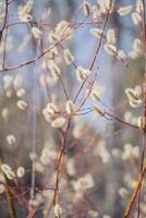 Willow branches with catkins in early spring, soft focus background photo