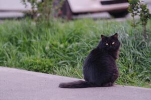 Black cat sitting on the road. Shallow depth of field. photo