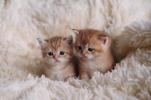 Cute little british shorthair kittens on soft fur background photo