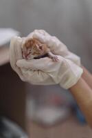 de cerca de un recién nacido gato en el manos de un veterinario foto