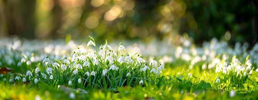 Photo of beautiful spring white flowers with blurred background. the flowers are called snowdrops.