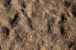 Macro Shot, Ground Texture Detail Up Close. photo