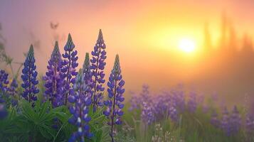 lavanda campo a amanecer foto