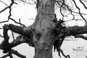 black and white photograph of dry tree trunk with roots photo