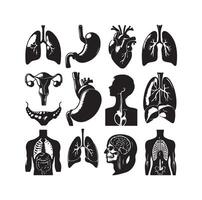 humano Organo colección silueta. interno aislado órganos colocar. plano gráfico diseño ilustración vector